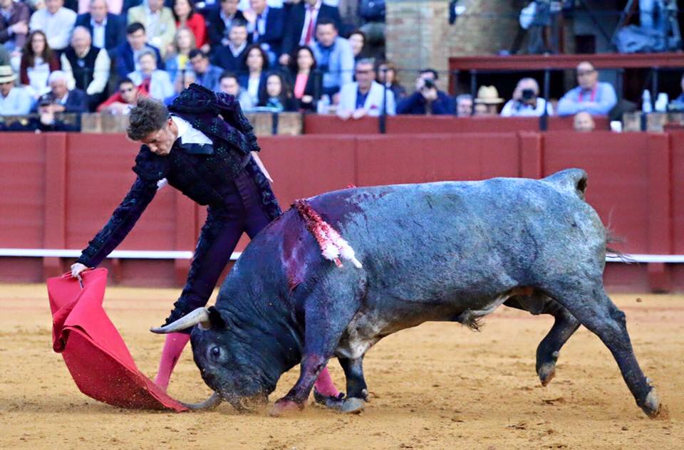 Manuel Escribano, socio de Hato Verde, indulta un toro en la Maestranza de Sevilla